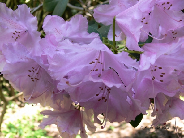 Bois des Moutiers (302) Mai 2012